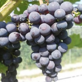 Raisin de table Sevar