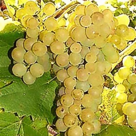 Cepage vigne de cuve Solaris