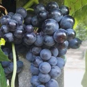 Raisin vigne Isabela sans pépin