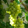 Raisin de table blanc Romulus sans pépins