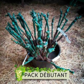pack cadeau vignes débutant jardin