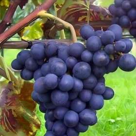 vigne rouge esther