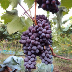 Raisin vigne Jupiter sans pépin
