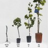 Dimension achat pied de vigne Suzi