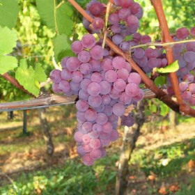 Raisin de table Chasselas rosé