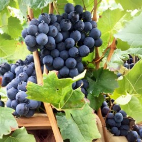 Plant de vigne Early Campbell