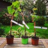 Adopter vigne plant de raisin chez soi