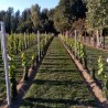 Parcelle vigne raisin chez soi