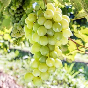 Himrod cepage raisin resistant