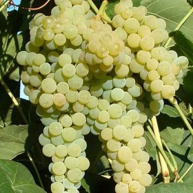 Lakemont cepage raisin resistant