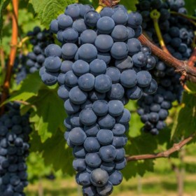 Raisin vigne new york muscat