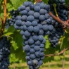 Raisin vigne new york muscat
