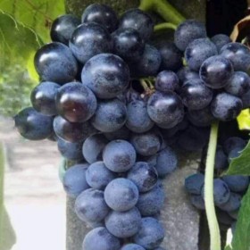 Raisin vigne venus sans pepin