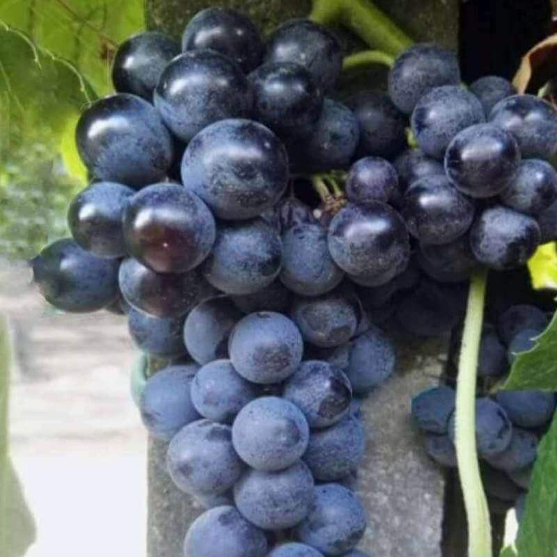 Raisin vigne venus sans pepin