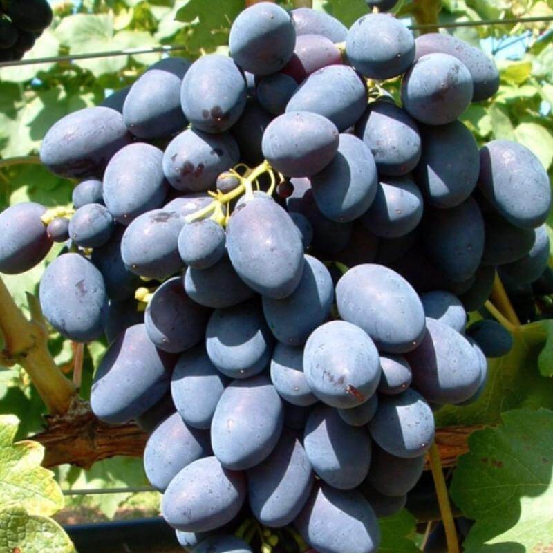 Raisin de table resistant moldova