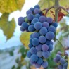 Vigne raisin clinton