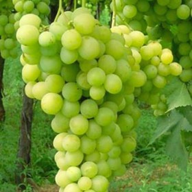 Raisin elisabeth vigne resistante