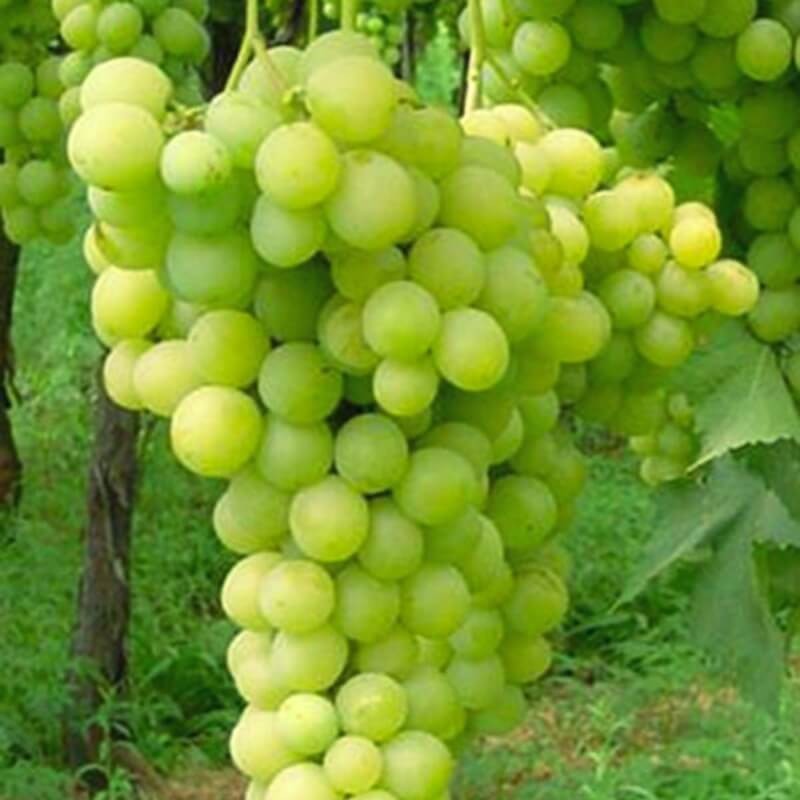 Raisin evita vigne resistante