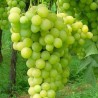 Raisin evita vigne resistante