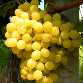 Raisin de table Palatina