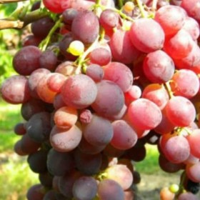Raisin de table Zemira