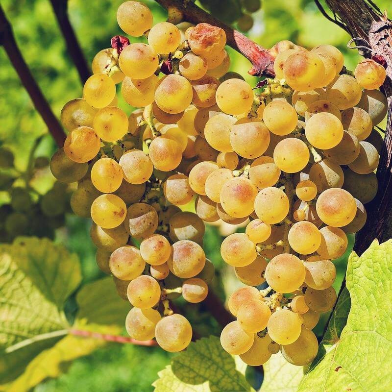 Raisin de table Muscat Blanc Alexandrie
