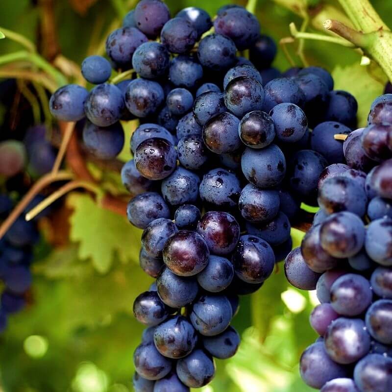 Muscat Noir de Hambourg - Vente en ligne de pied de vigne - Viticabrol