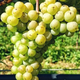 Raisin de cuve Bronner
