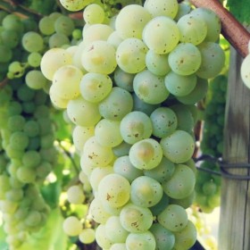 Raisin de cuve Johanniter