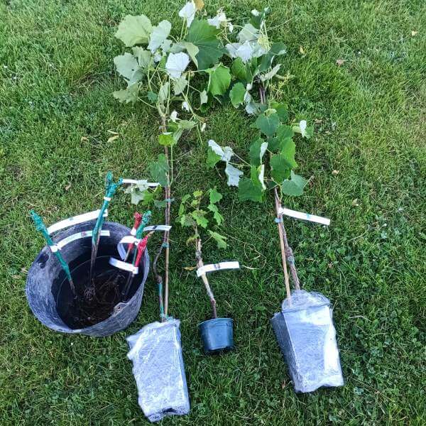 Jeune plant de vigne reçu par colis, Andouque