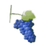 vigne-raisin-sans-pepin