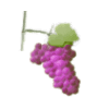 vigne-couleur-gout-atypique