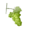 vigne-gout-classique