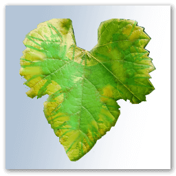 Feuille de vigne jaunie par une carence